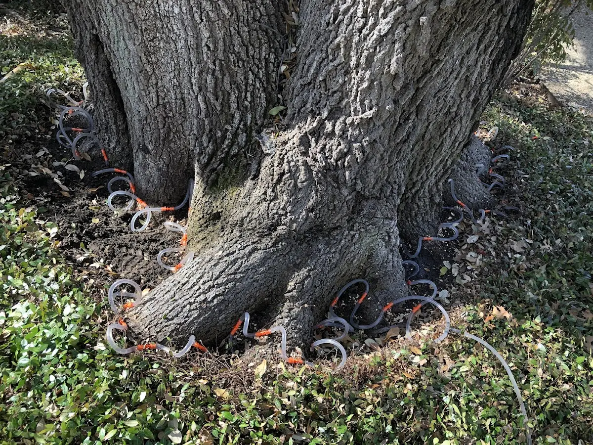 Detailed Tree Cabling and Bracing job site in Sharps Chapel