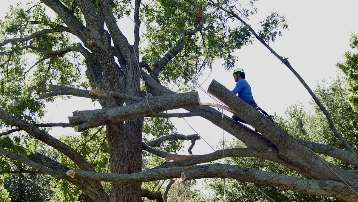Professional Hazardous Tree Removal performed by certified arborists in Sharps Chapel