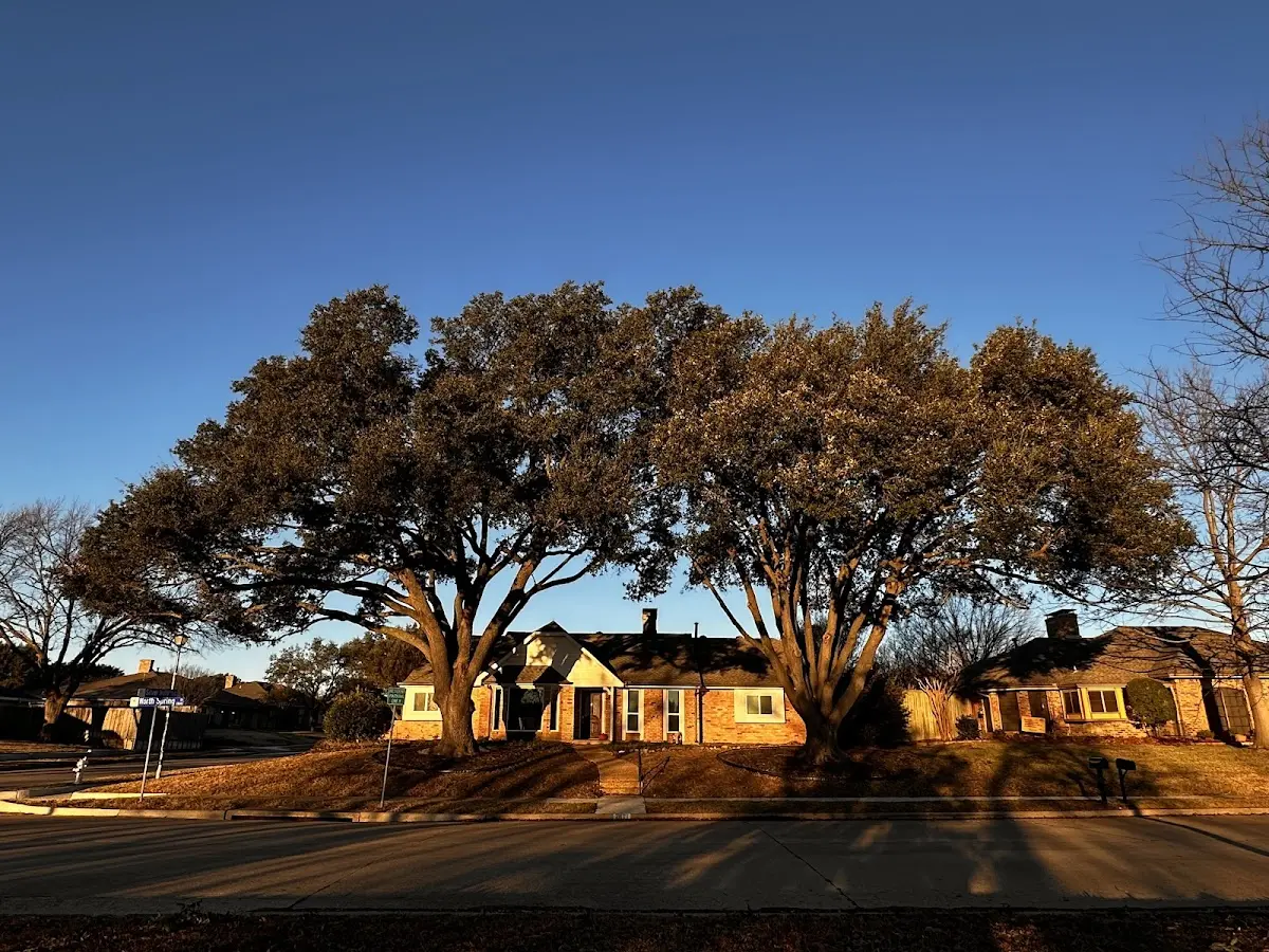 Established residential canopy tree shading a home in Sharps Chapel
